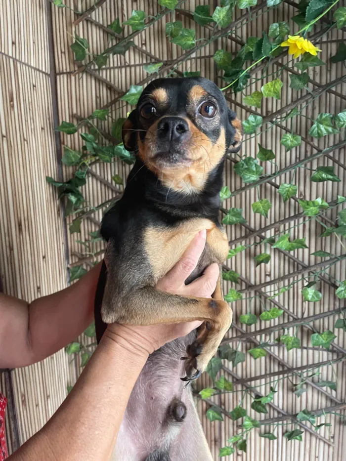 Cachorro ra a Pinscher idade 1 ano nome Pipoca 