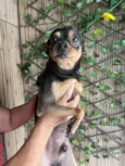 Pipoca