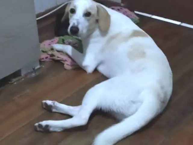 Cachorro ra a SRD-ViraLata idade 3 anos nome Leitinho 