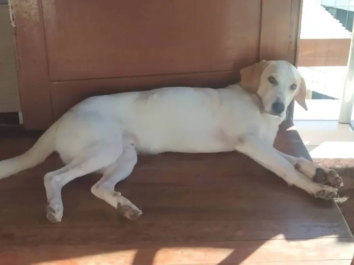 Cachorro ra a SRD-ViraLata idade 3 anos nome Leitinho 