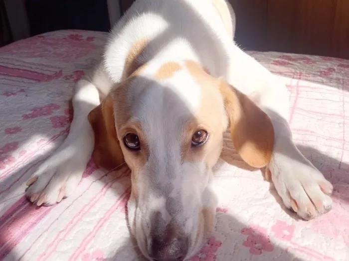 Cachorro ra a SRD-ViraLata idade 3 anos nome Leitinho 