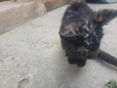 Gato raça SRD-ViraLata idade 2 a 6 meses nome Pretim