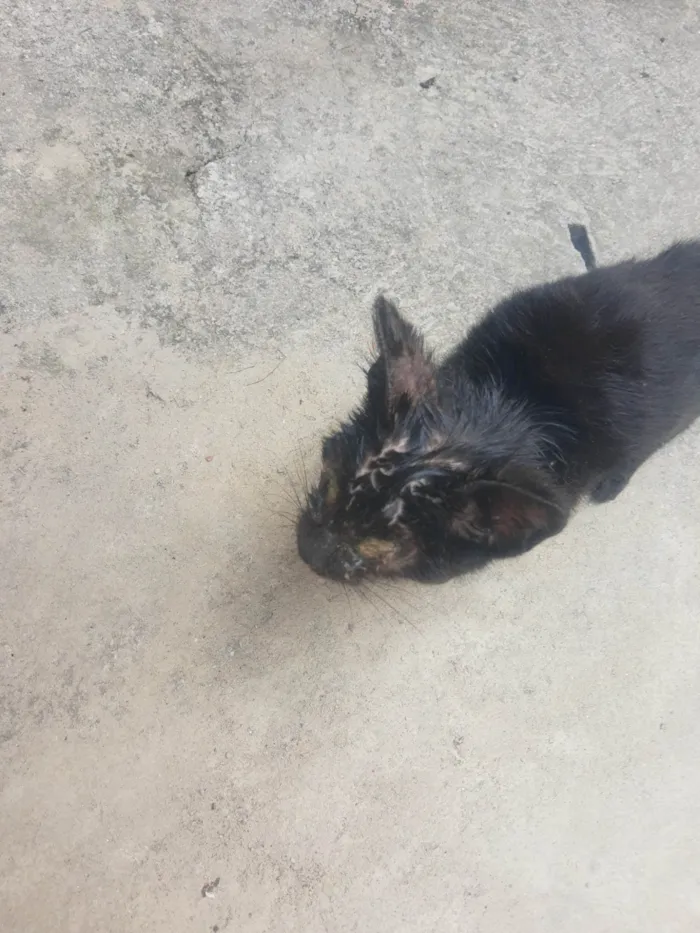 Gato ra a SRD-ViraLata idade 2 a 6 meses nome Pretim