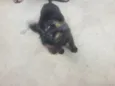 Pretim