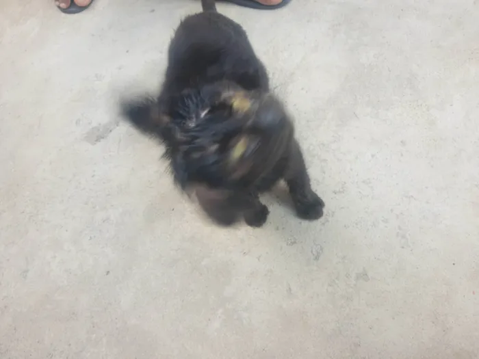 Gato ra a SRD-ViraLata idade 2 a 6 meses nome Pretim