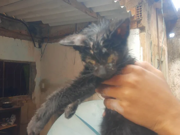 Gato ra a SRD-ViraLata idade 2 a 6 meses nome Pretim