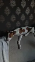 Milo