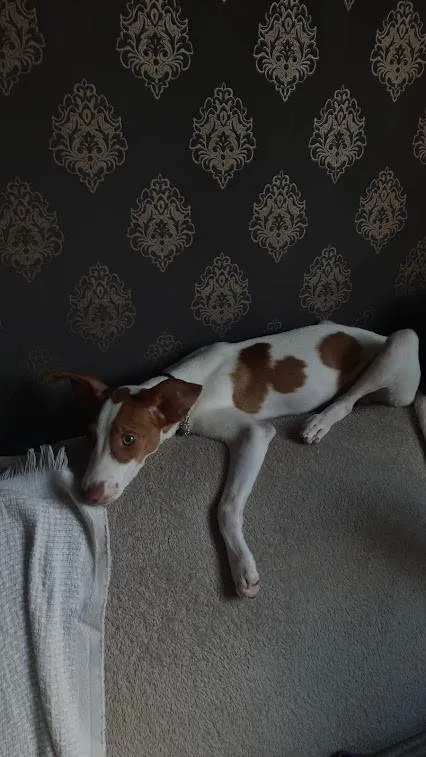 Cachorro ra a SRD-ViraLata idade 2 anos nome Milo