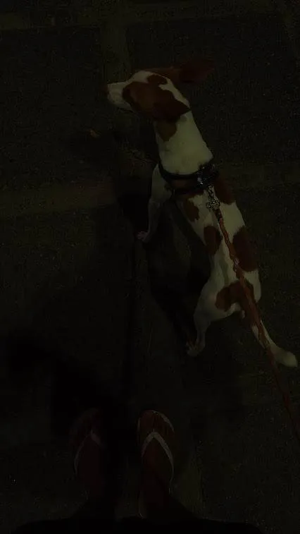 Cachorro ra a SRD-ViraLata idade 2 anos nome Milo