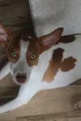 Milo