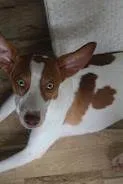 Cachorro ra a SRD-ViraLata idade 2 anos nome Milo