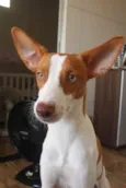 Milo