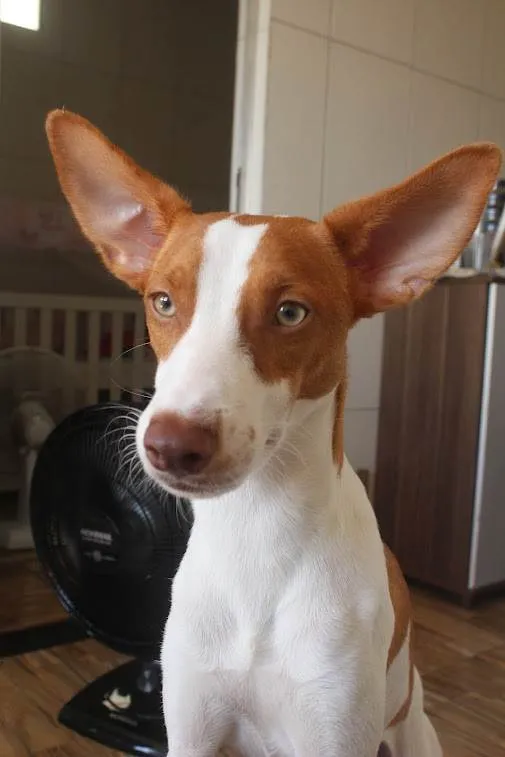 Cachorro ra a SRD-ViraLata idade 2 anos nome Milo
