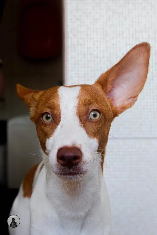 Cachorro ra a SRD-ViraLata idade 2 anos nome Milo