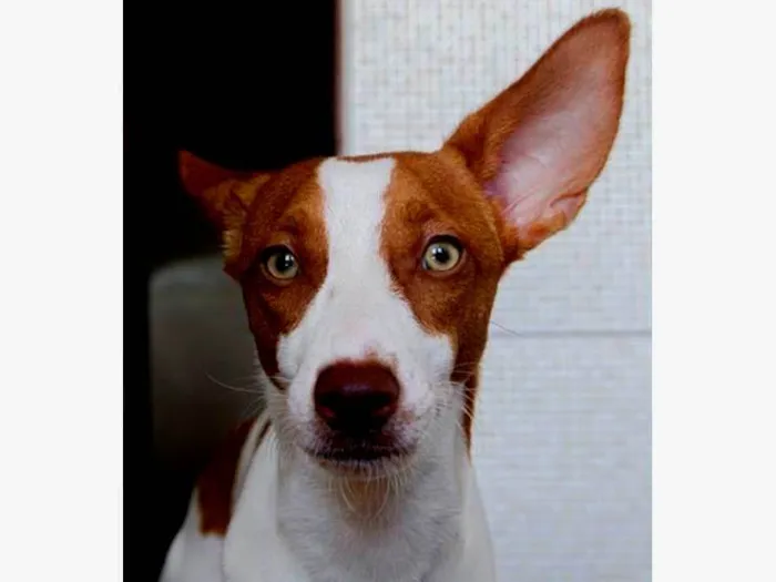 Cachorro ra a SRD-ViraLata idade 2 anos nome Milo