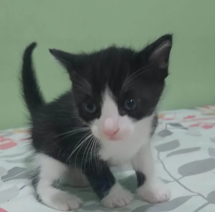 Gato ra a SRD-ViraLata idade Abaixo de 2 meses nome Sem nome