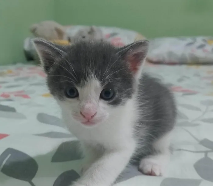 Gato ra a SRD-ViraLata idade Abaixo de 2 meses nome Sem nome