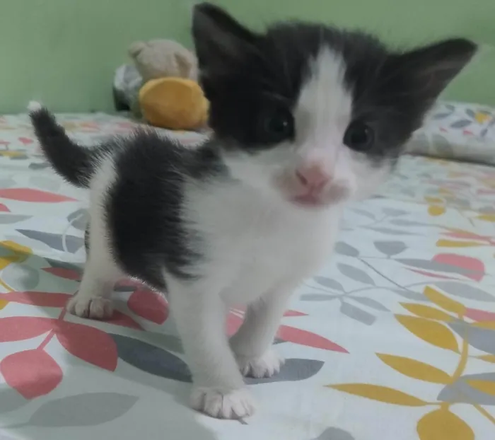 Gato ra a SRD-ViraLata idade Abaixo de 2 meses nome Sem nome