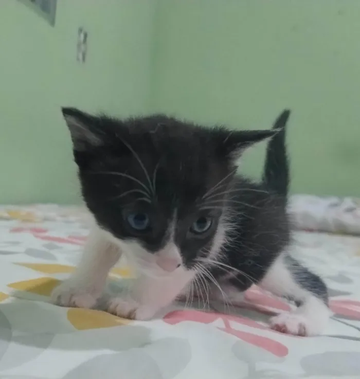 Gato ra a SRD-ViraLata idade Abaixo de 2 meses nome Sem nome