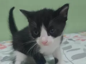 Gato raça SRD-ViraLata idade Abaixo de 2 meses nome Sem nome