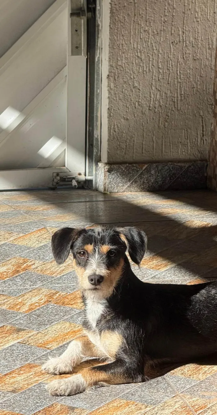 Cachorro ra a SRD-ViraLata idade 7 a 11 meses nome Nala