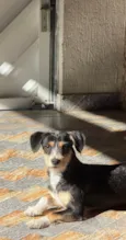 Nala
