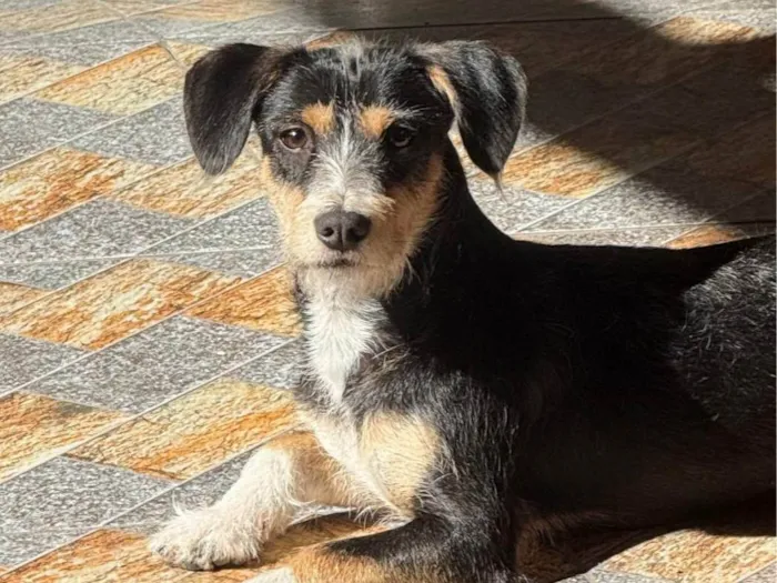Cachorro ra a SRD-ViraLata idade 7 a 11 meses nome Nala