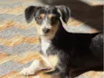 Nala