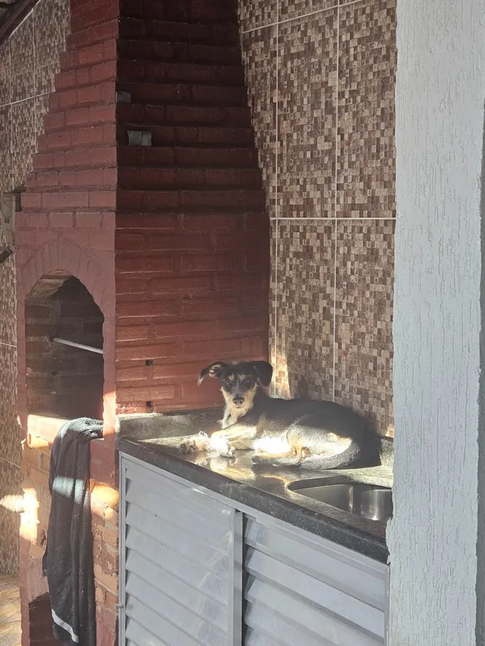 Cachorro ra a SRD-ViraLata idade 7 a 11 meses nome Nala