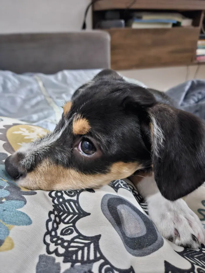 Cachorro ra a SRD-ViraLata idade 7 a 11 meses nome Nala