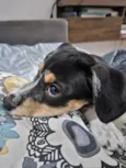 Nala