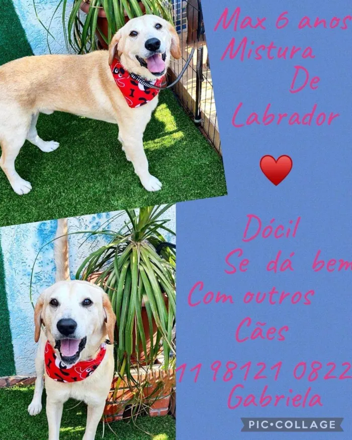 Cachorro ra a Labrador idade 6 ou mais anos nome Max