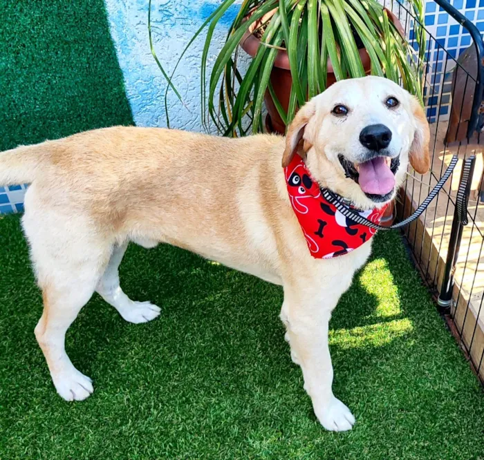 Cachorro ra a Labrador idade 6 ou mais anos nome Max