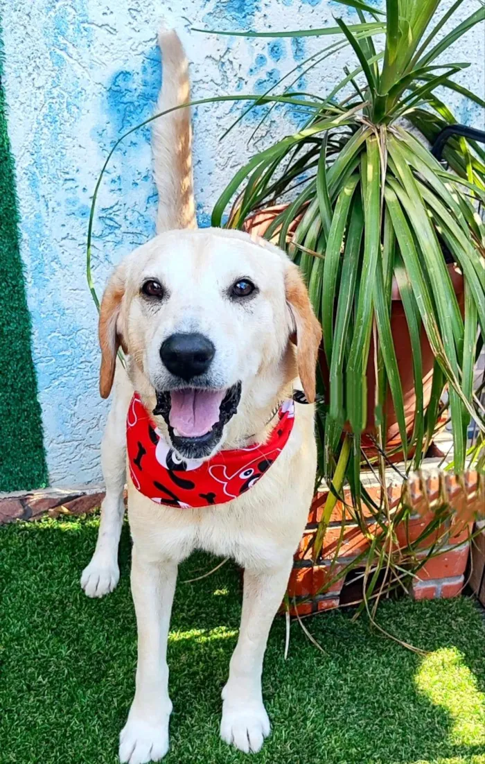 Cachorro ra a Labrador idade 6 ou mais anos nome Max
