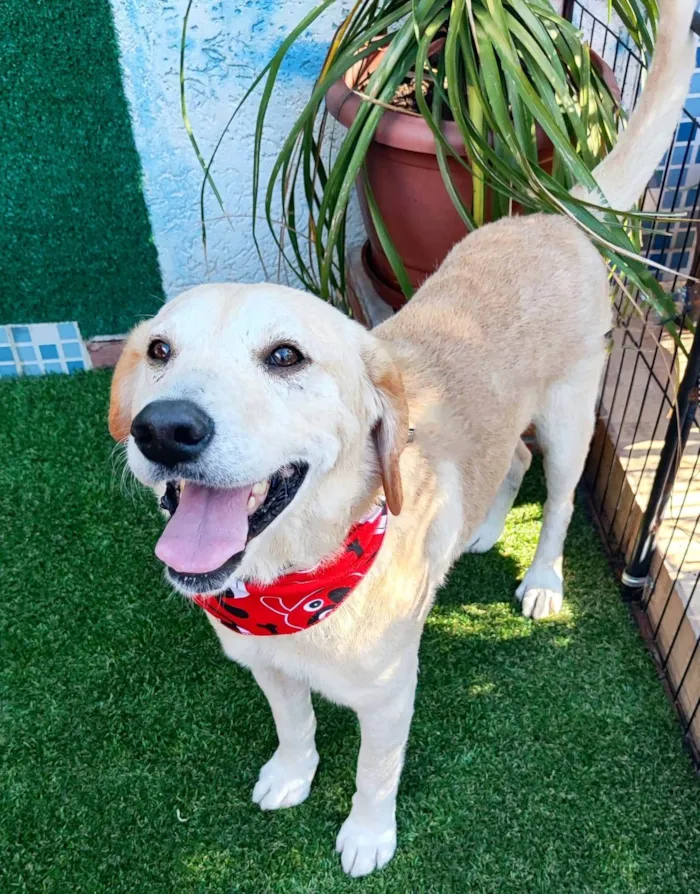 Cachorro ra a Labrador idade 6 ou mais anos nome Max