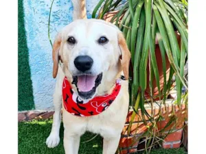 Cachorro raça Labrador idade 6 ou mais anos nome Max