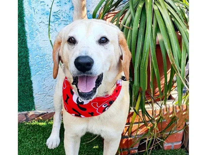 Cachorro ra a Labrador idade 6 ou mais anos nome Max