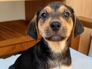 Cachorro raça SRD-ViraLata idade 2 a 6 meses nome Mariah