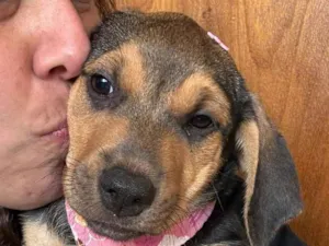 Cachorro raça SRD-ViraLata idade 2 a 6 meses nome Mariangela