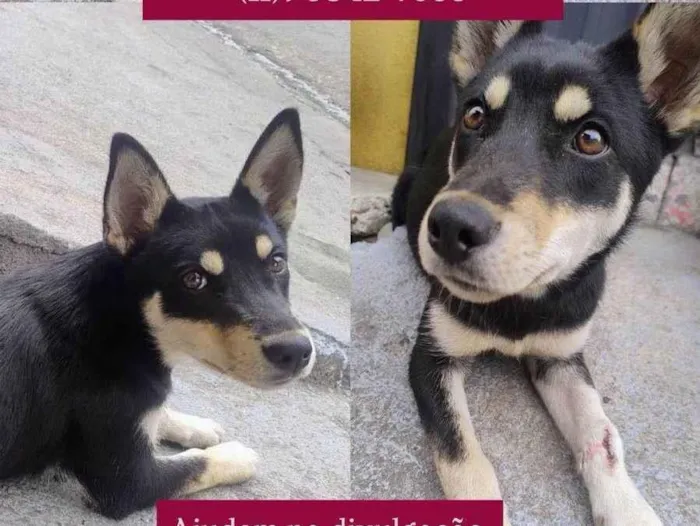 Cachorro ra a SRD-ViraLata idade 2 a 6 meses nome Pandora