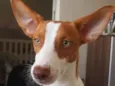 Milo