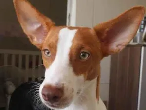 Cachorro raça SRD-ViraLata idade 2 anos nome Milo