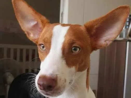 Cachorro ra a SRD-ViraLata idade 2 anos nome Milo