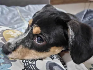 Cachorro raça SRD-ViraLata idade 7 a 11 meses nome Nala