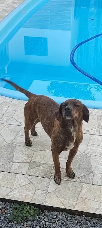 Cachorro ra a SRD-ViraLata idade 5 anos nome Não sei o nome, ela apareceu na minha casa.