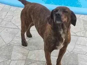 Cachorro raça SRD-ViraLata idade 5 anos nome Não sei o nome, ela apareceu na minha casa.