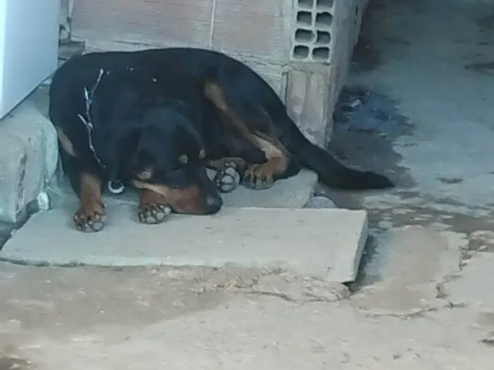 Cachorro ra a Rottweiler idade 2 anos nome Thayson