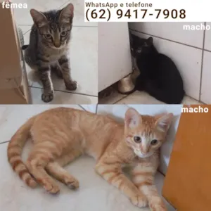 Gato raça Exótico idade 7 a 11 meses nome Sem nome