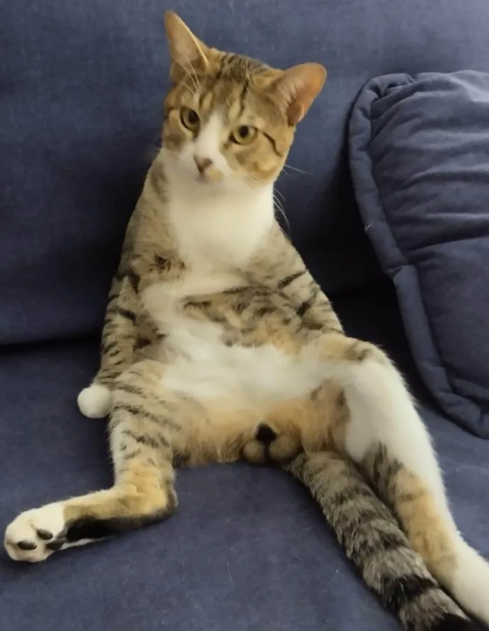 Gato ra a SRD-ViraLata idade 2 anos nome Listrado