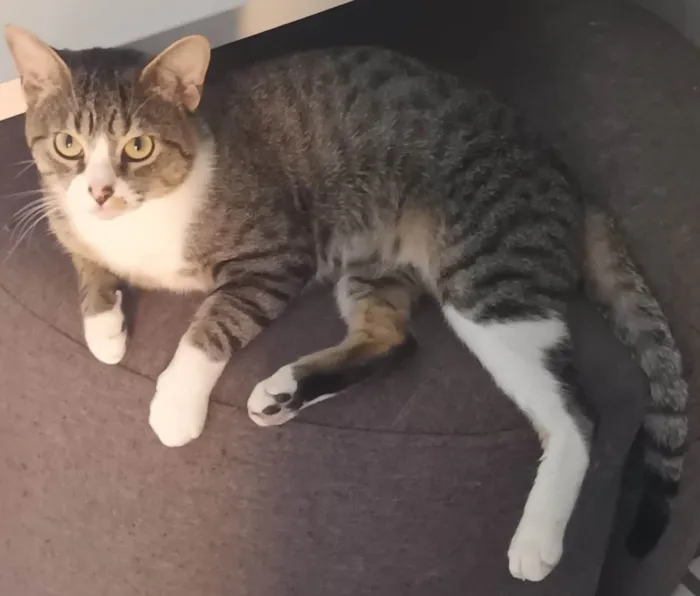 Gato ra a SRD-ViraLata idade 2 anos nome Listrado
